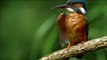 The Kingfisher Hunts in River Shannon | Ireland's Wild River | PBS