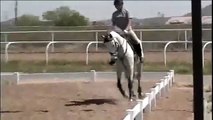 Flashy gray TB dressage horse for sale