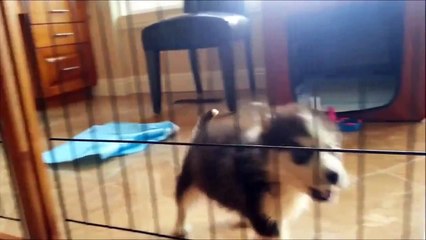 FUNNY CATS VS  FUNNY DOGS 2