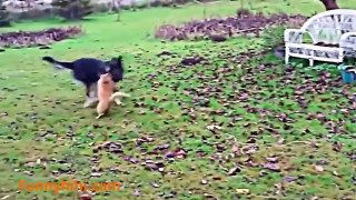 Funny cat videos 2015 - Funny cats - funny cats and dogs videos