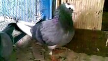 pakistan gujrat pigeon