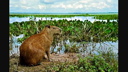 Venezuela Music and Images