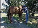 Ground Handling Horses: Horse Flight Zone and Defense
