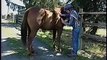 Ground Handling Horses: Horse Flight Zone and Defense