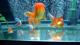 Goldfish Tank