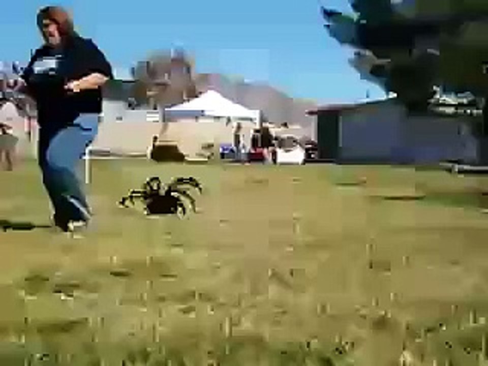 L'araignée la plus grosse au monde