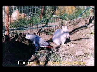 LES GRIS-DU-GABON avi