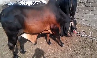Sahiwal Bachra Qurbani 2015 Karachi