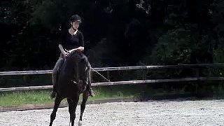 Pirouette - Canter pirouette - Dressage horse
