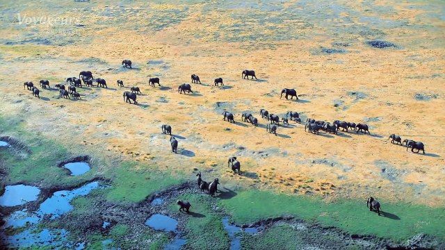 Safari Afrique - Voyageurs du Monde
