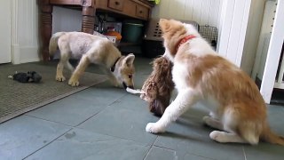 Wolf Puppy and Border Collie Puppy Play Tug-of-War