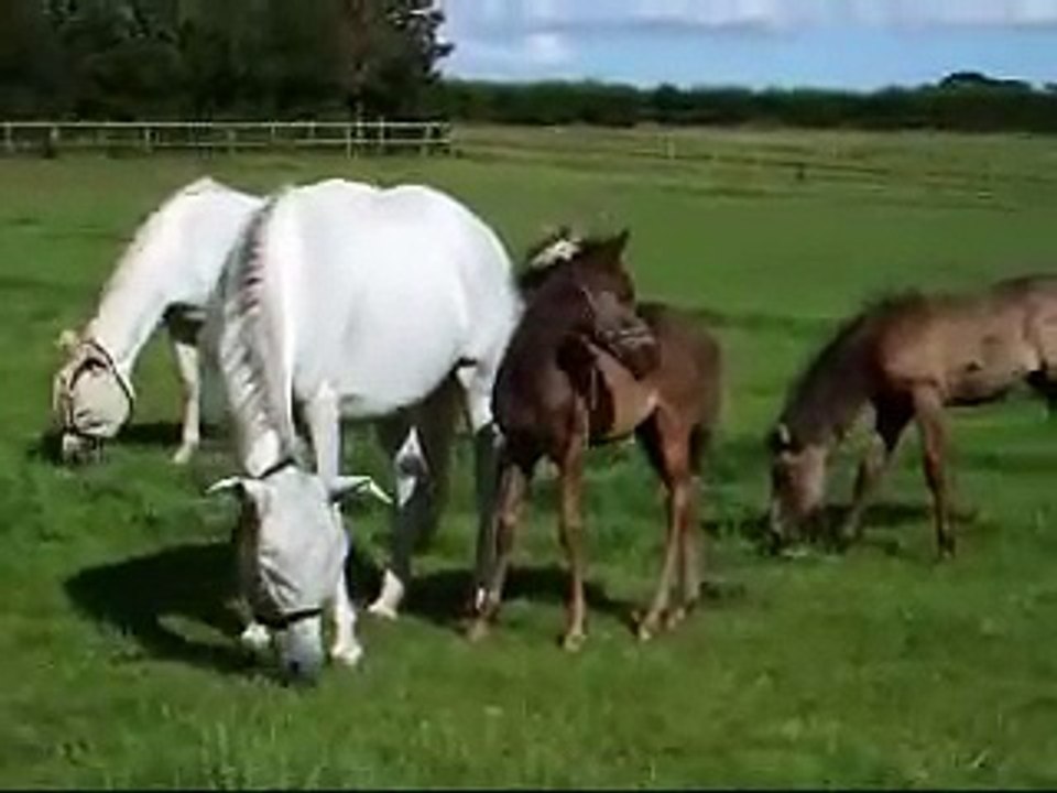 Paso Fino foals at play