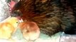 Civciv Tavuk Ailesi _ Chick chicken chicks