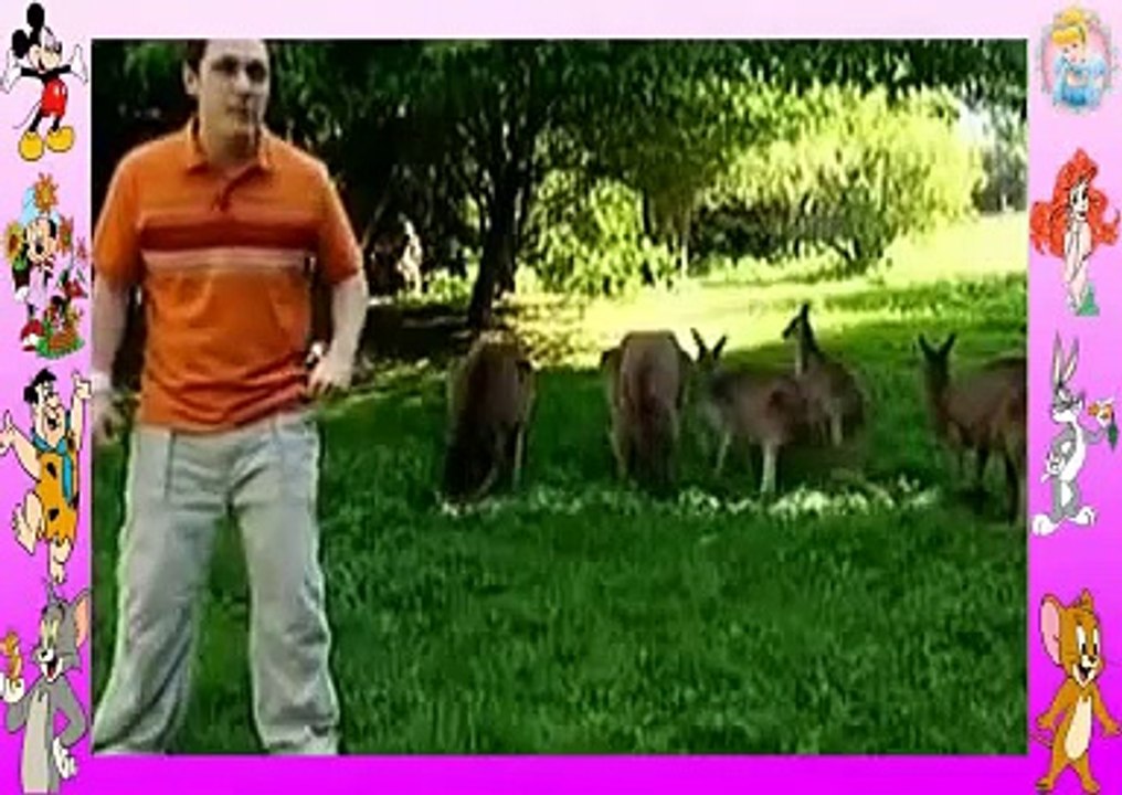 boogie-beebies-kangaroo-new-children-show-new-episode-new-cartoons