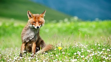 Trailer / ZU FUSS NACH ROM - Auf dem Franziskusweg / Live-Reportage von Martin Engelmann