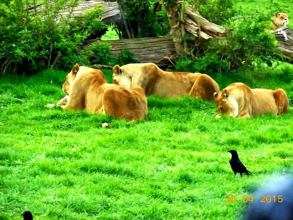Epic safari park trip slideshow