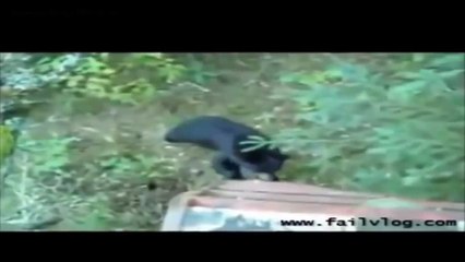 When Animal Attacks Human Compilation HD