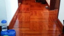 Funny cat play football at home