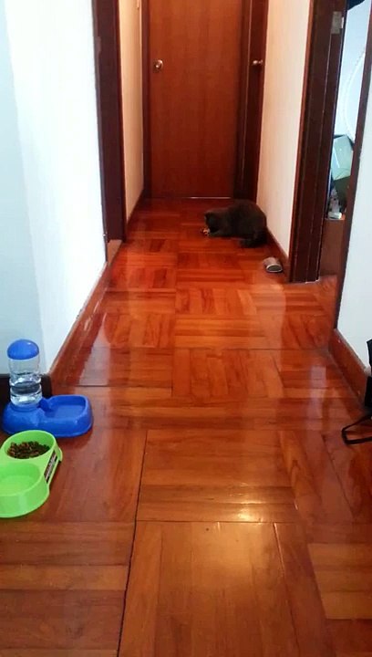 Funny cat play football at home