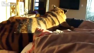 La tigre addomesticata in camera