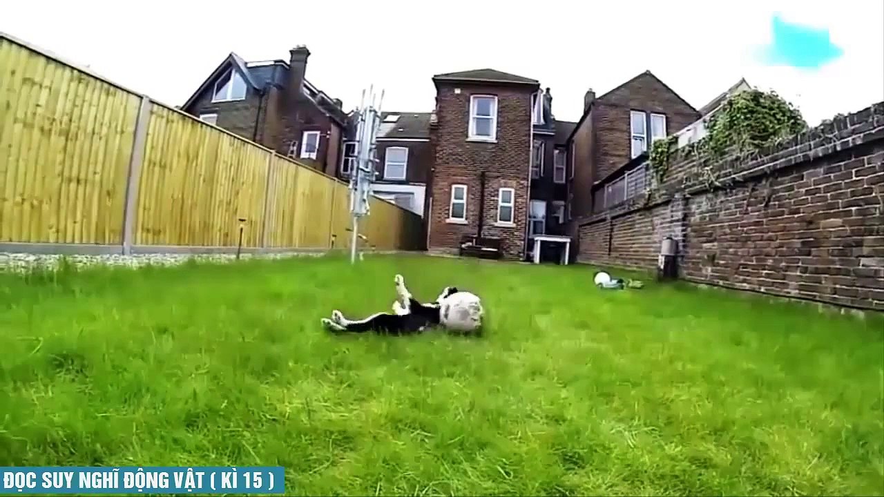 ● Kênh Nhị ● Đọc Suy Nghĩ Động Vật Kì 15 ✔
