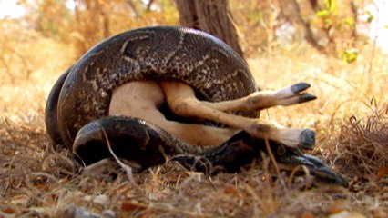 Afrika'nın Ölüm Makinaları - En Vahşi Yırtıcılar