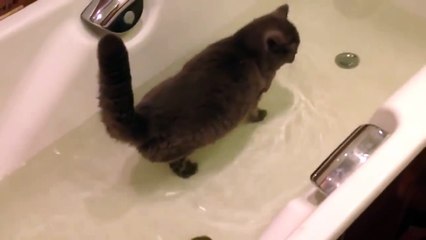 Cat friends with a fish? - Cat and fish playing in a bathtub