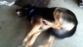 German shepherd grand mal seizures dog