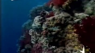 برنامج العلم والإيمان - الحلقة 19 : محفل تحت الماء