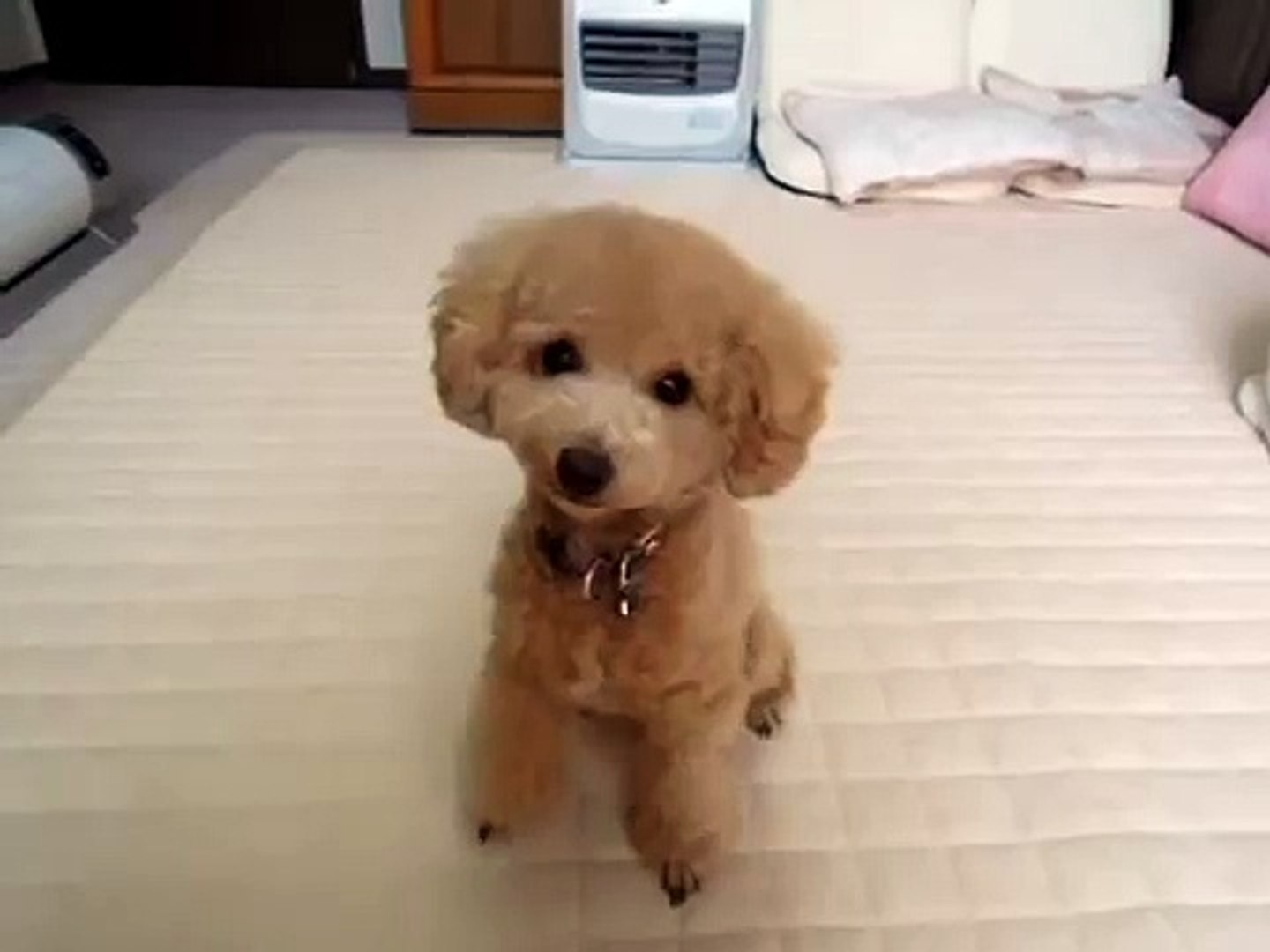 トイプードルこむぎのチョイ芸 Video Dailymotion