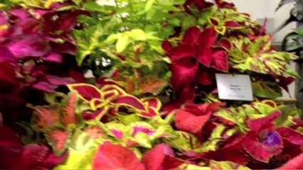 Begonias, Shade Garden Plants & Sun Coleus