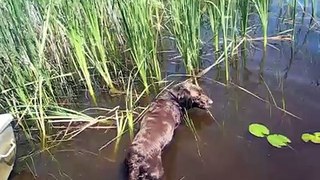 Amazing Fish Catching Dog