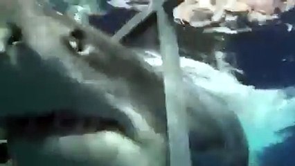 Un requin casse la cage des plongeurs