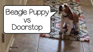 Beagle Puppy Hates The Doorstop! So Funny!