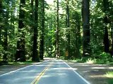Driving Trhough the tallest trees in the world