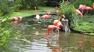 Flamingo Dance