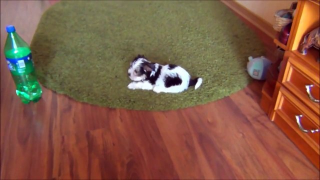 REKSIO - 2 miesiące / 2 months - Biewer Yorkshire Terrier a la Pom Pon