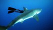 OCEAN RAMSEY GREAT WHITE SHARKS, OCEAN RAMSEY FREEDIVING WITH SHARKS, SWIMMING WITH GREAT WHITES