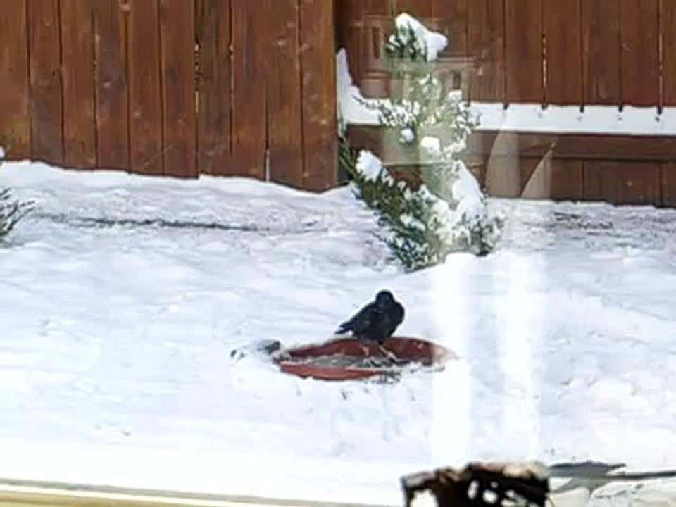 Magpie and the crow