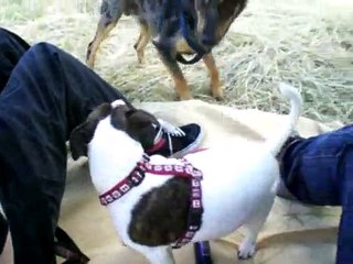 Bellende Hunde beißen nicht - Phoebe & Henry