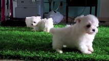 Cute Maltese puppies for sale in San Diego