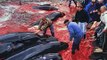 Walmord auf den Färöer Inseln - Killers of whales on Faroe-Island WDSF-Film (www.wdsf.eu)