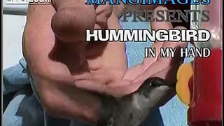 Hummingbird in my hand
