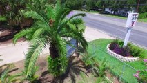 Palm Trees-Ty Ty Nursery-NEW Drone VIDEO Films Date Palm Tree