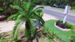 Palm Trees-Ty Ty Nursery-NEW Drone VIDEO Films Date Palm Tree