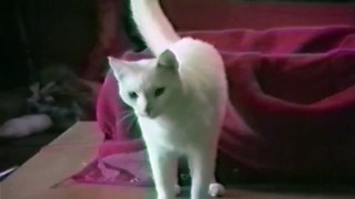Funny animals White Cat Vs