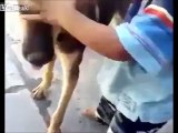 Father Of The Year Records His Kid Fighting With Dog