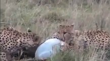 When Animal Attacks , Cheetah vs Hyena # EXCLUSIVE 2014