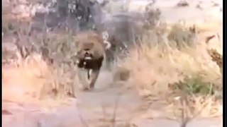 Lion vs Hyena Fight To Dead | Top 10 Animal Attack Video 2015 HD