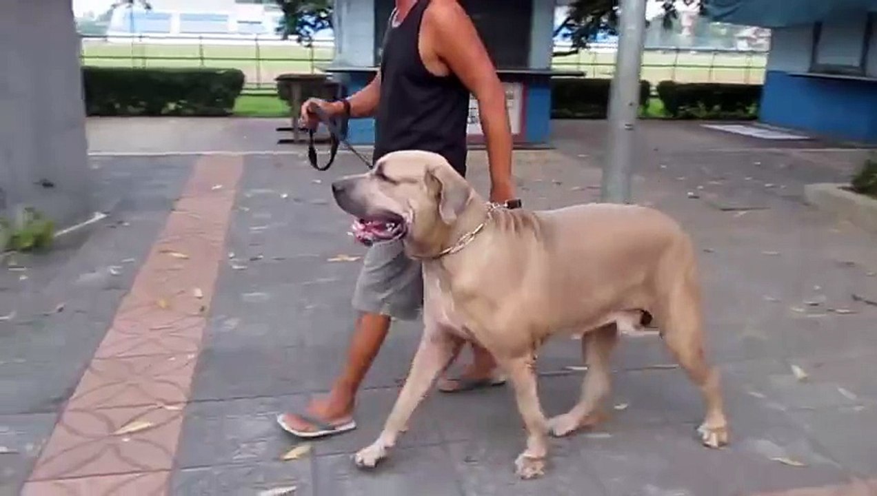 Une chatte défend son chaton face à un gros chien !